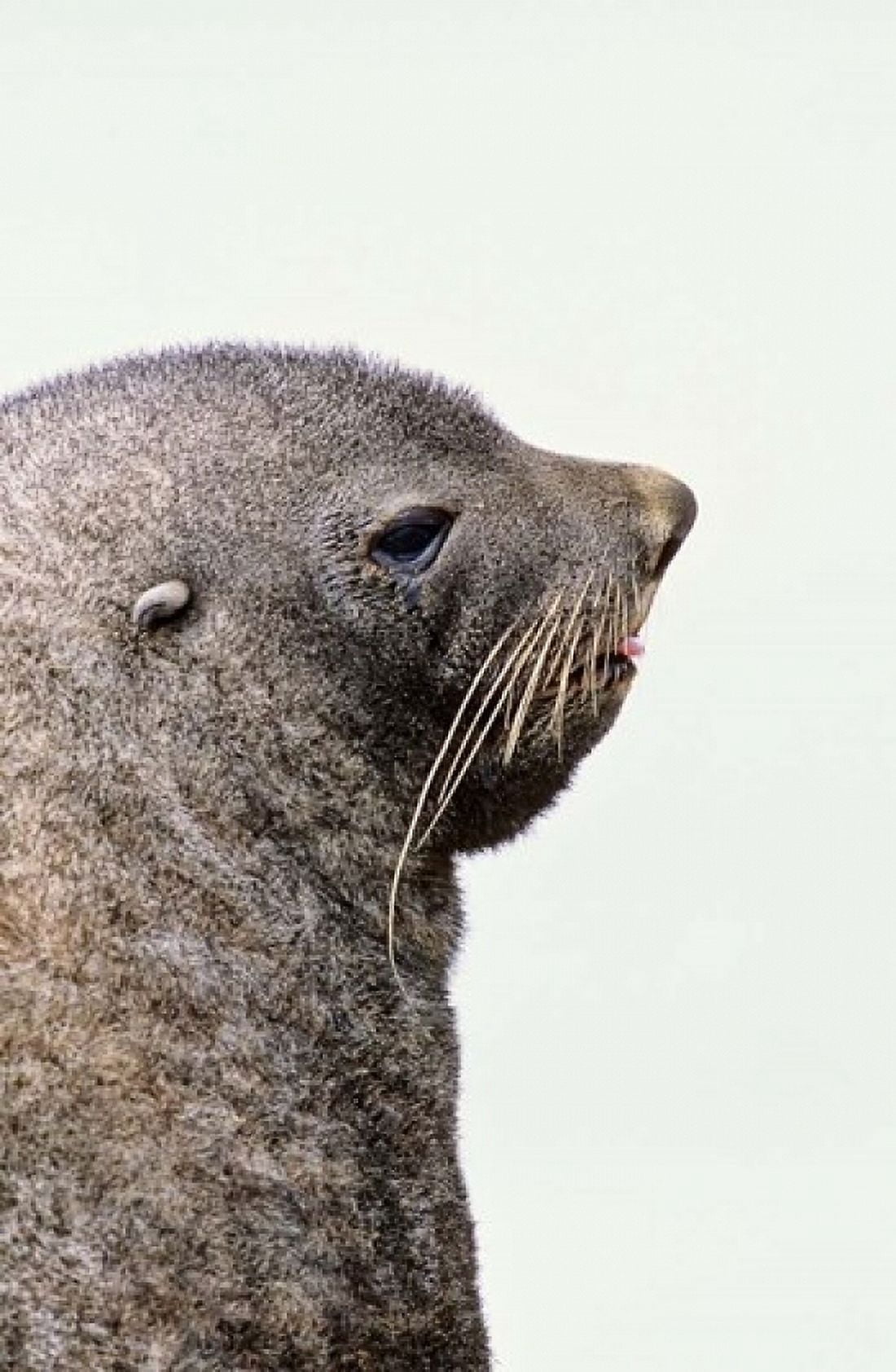 Close up of Antarctic Fur Seal South Georgia Sub-Antarctica Canvas Art - Martin Zwick DanitaDelimont (12 x 18)