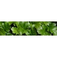 thumbnail image 1 of Close-up of Bears Breeches green leaves Poster Print (36 x 12), 1 of 1