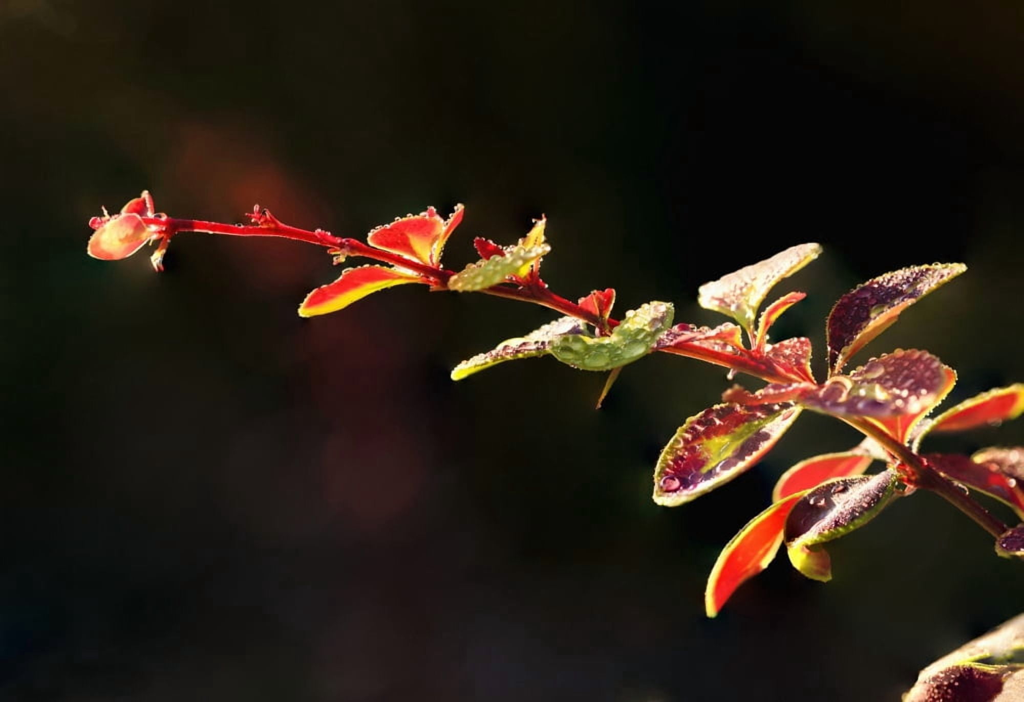 Close up of Berberis Quebec Canada Canvas Art - Yves Marcoux Design Pics (18 x 12)