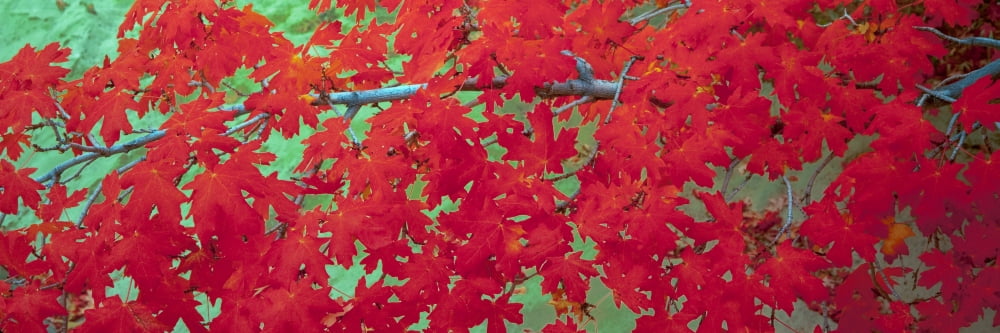 Close-up of Bigtooth maple (Acer grandidentatum) leaves Zion National Park Utah USA Canvas Art - Panoramic Images (12 x 36)