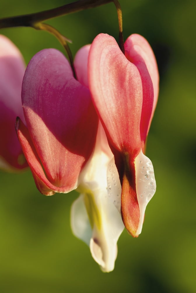 Close up of Bleeding Heart (Lamprocapnos spectabilis) Quebec Canada Canvas Art - Yves Marcoux Design Pics (12 x 18)