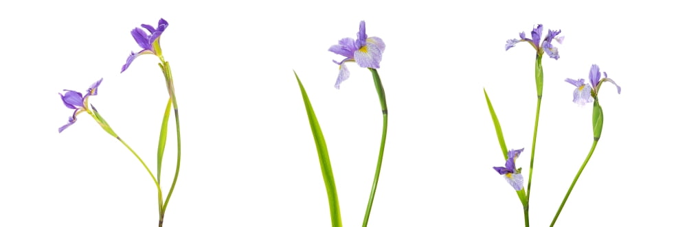 Close-up of Blue Flag Iris (Iris versicolor) flower on white background Marion County Illinois USA Canvas Art - Panoramic Images (12 x 36)