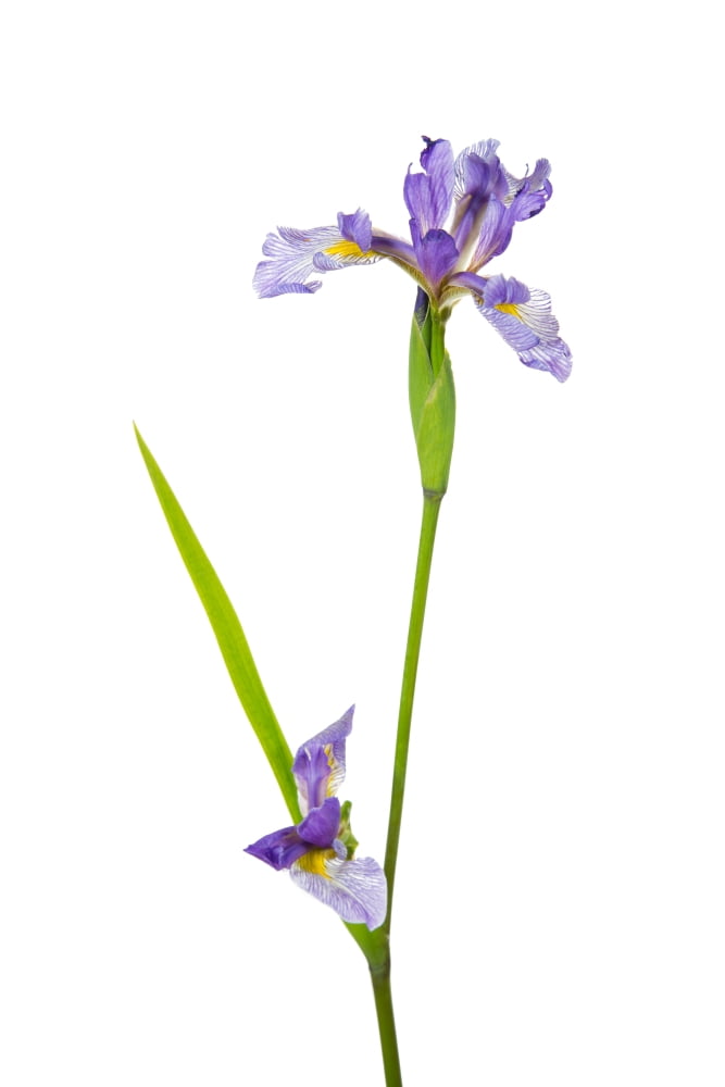 Close-up of Blue Flag Iris (Iris versicolor) flower on white background Marion County Illinois USA Canvas Art - Panoramic Images (24 x 36)