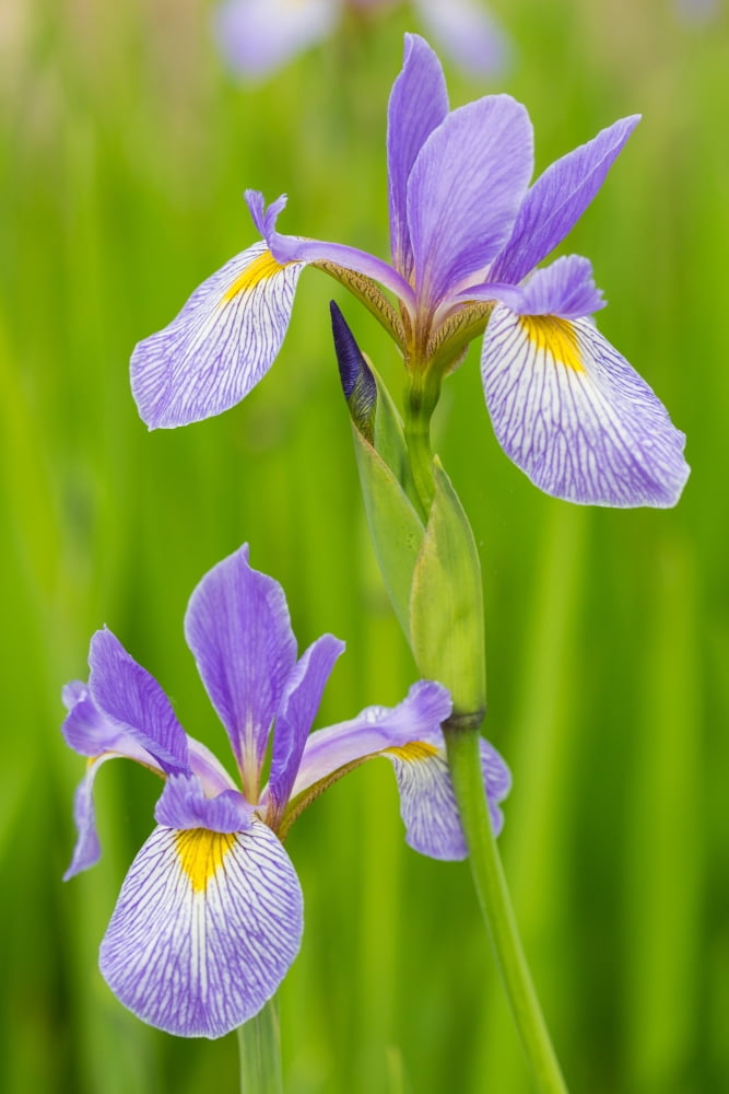 Close-up of Blue Flag Iris (Iris versicolor) flowers blooming in wetland Marion County Illinois USA Canvas Art - Panoramic Images (18 x 24)