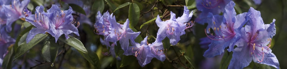 Close-up of Blue Heaven flowers Canvas Art - Panoramic Images (27 x 9)