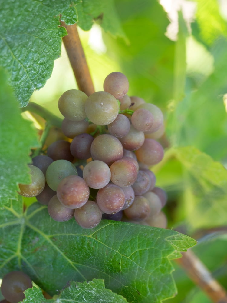 Close-up of Chardonnay grapes at Amisfield Winery Queenstown-Lakes District Otago South Island New Zealand Canvas Art - Panoramic Images (18 x 24)