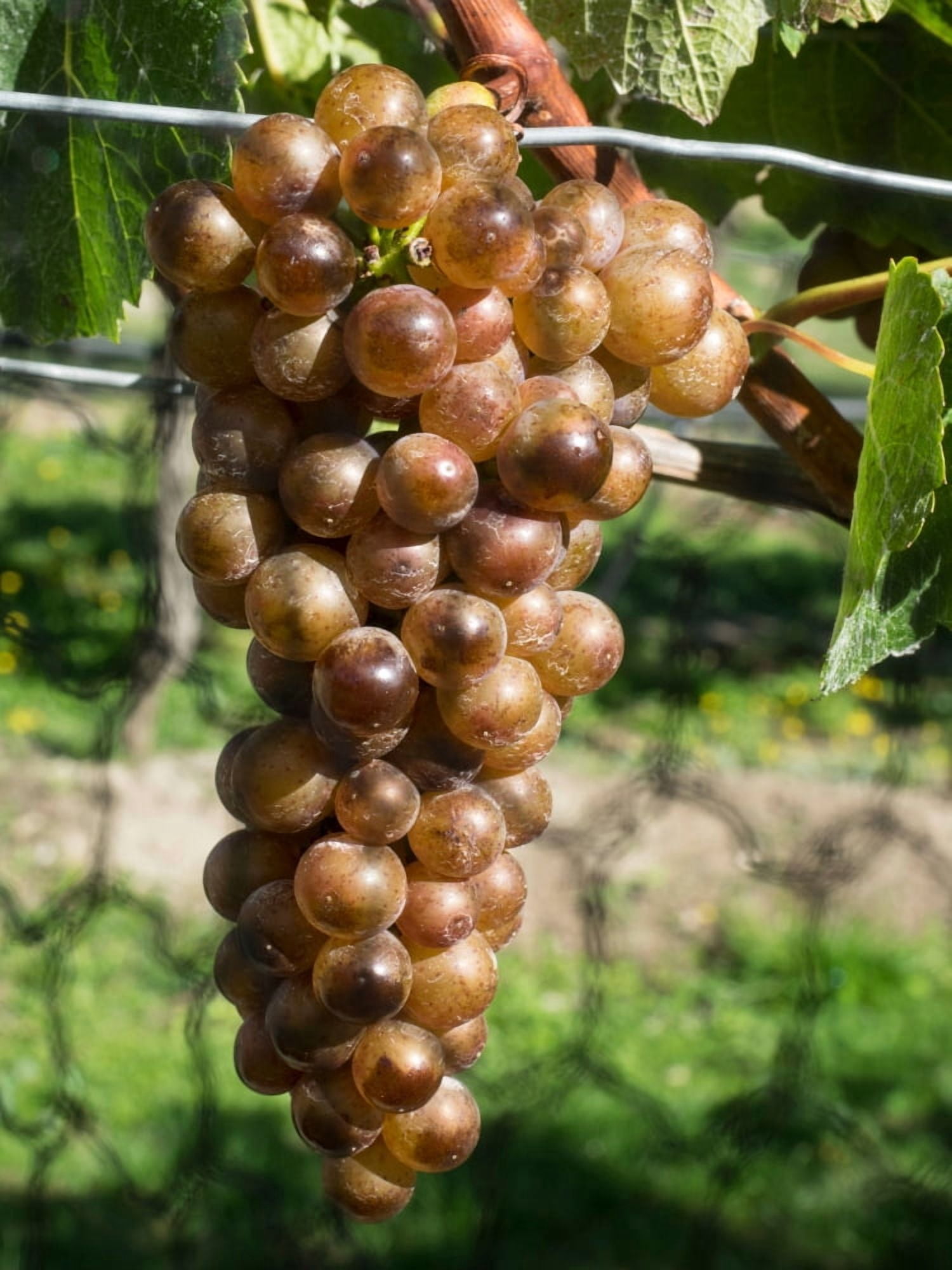 Close-up of Chardonnay grapes at Amisfield Winery Queenstown-Lakes District Otago South Island New Zealand Canvas Art - Panoramic Images (18 x 24)
