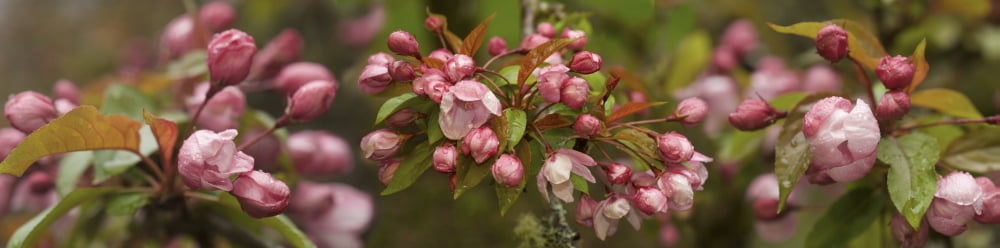 Close-up of Cherry blossom buds Canvas Art - Panoramic Images (27 x 9)