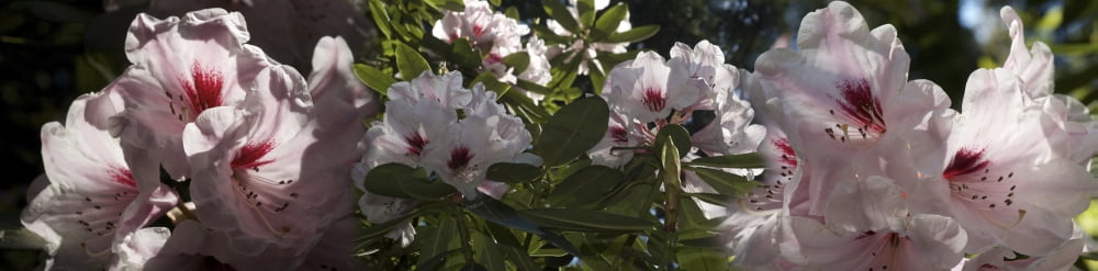 Close-up of Cherry blossom flowers Canvas Art - Panoramic Images (27 x 9)