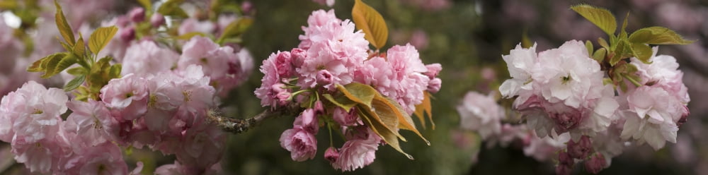 Close-up of Cherry blossom flowers Canvas Art - Panoramic Images (27 x 9)