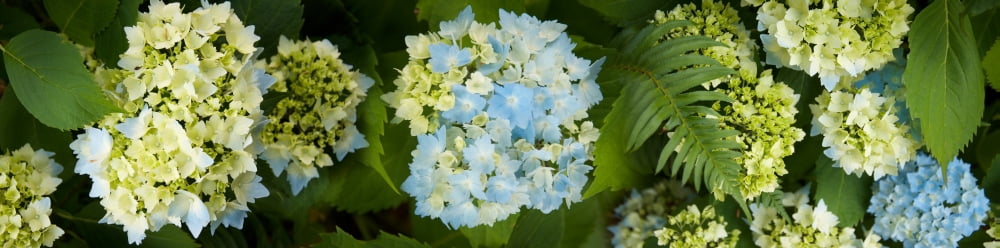 Close-up of Corsage flowers Canvas Art - Panoramic Images (27 x 9)