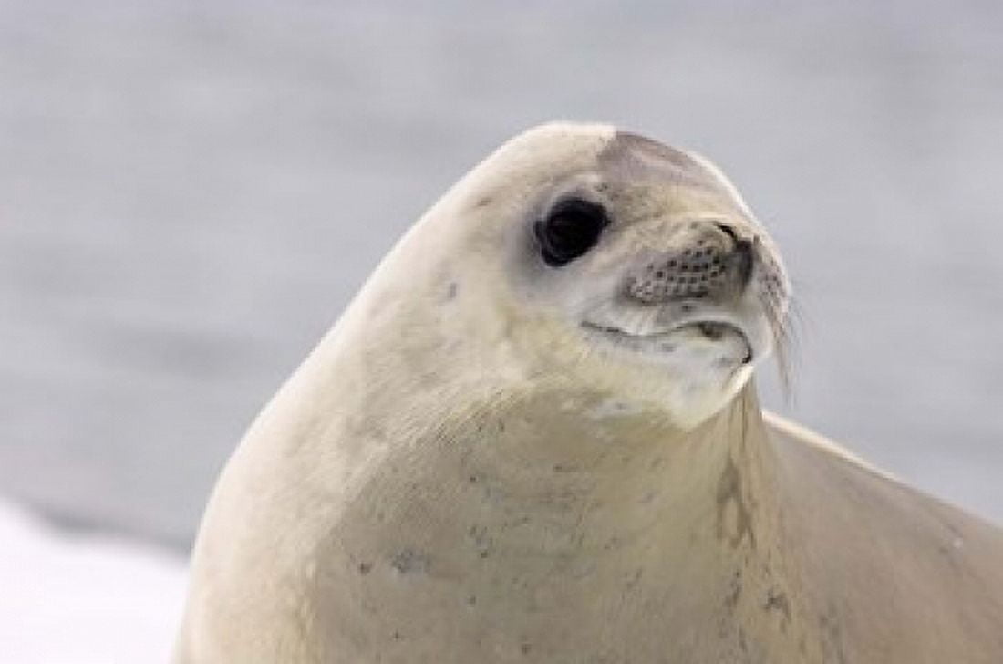 Close up of Crabeater seal Antarctica Canvas Art - Steve Kazlowski DanitaDelimont (35 x 23)