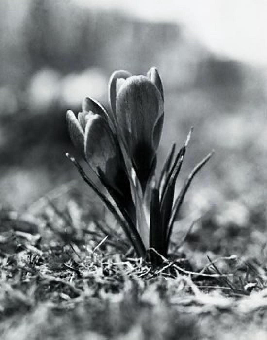 Close up of Crocus Canvas Art - (24 x 36)