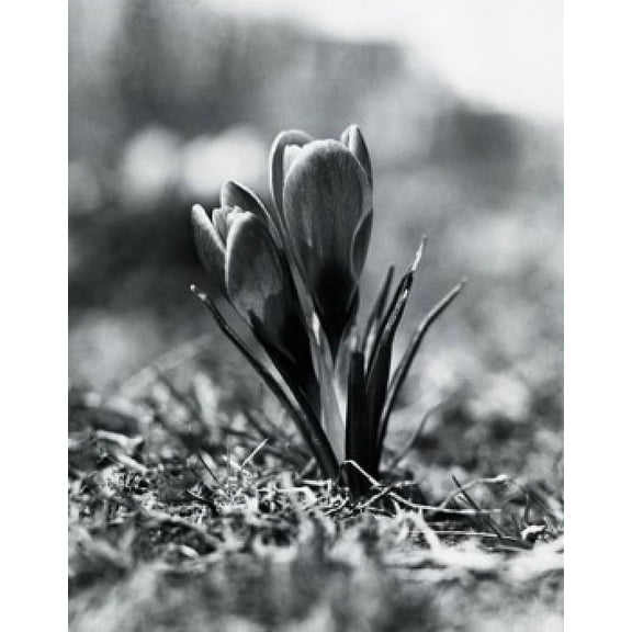 Close up of Crocus Canvas Art - (24 x 36)