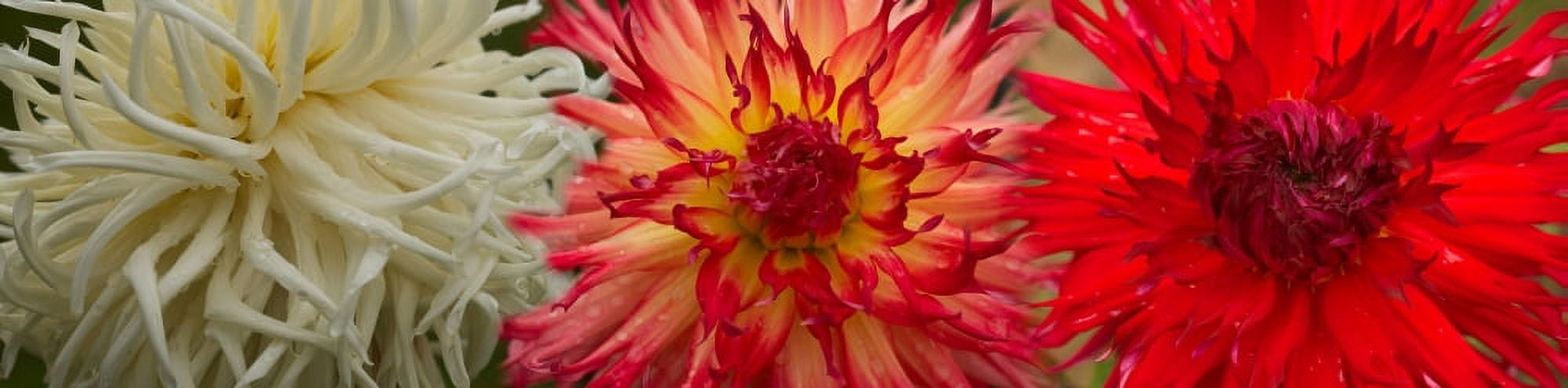 Close-up of Dahlia flowers Canvas Art - Panoramic Images (27 x 9)