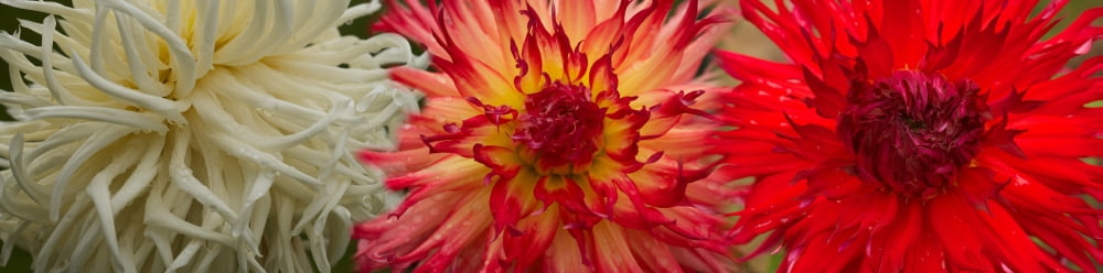 Close-up of Dahlia flowers Canvas Art - Panoramic Images (36 x 12)
