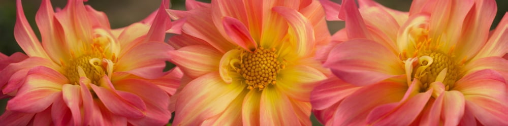 Close-up of Dalias flowers Canvas Art - Panoramic Images (36 x 12)