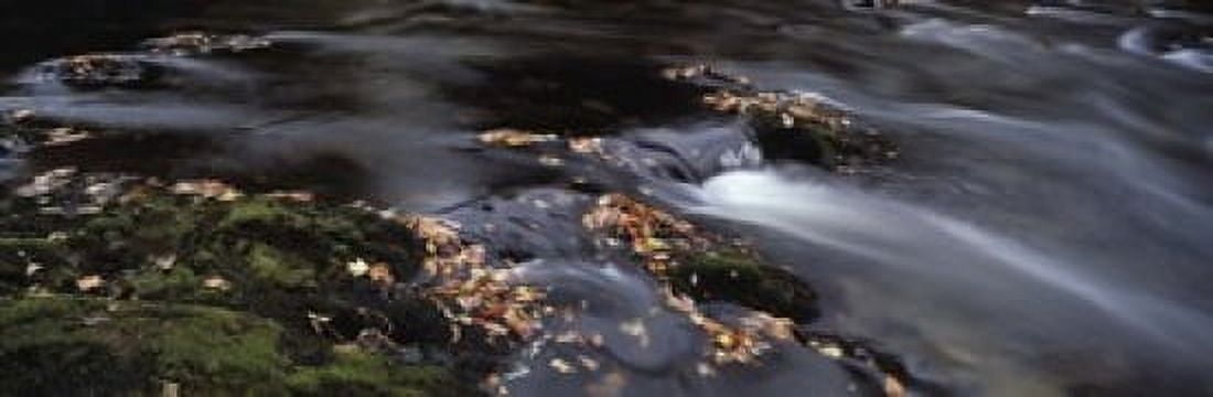 Close-up of Dart River and fallen leaves Dartmoor Devon England Canvas Art - Panoramic Images (18 x 6)
