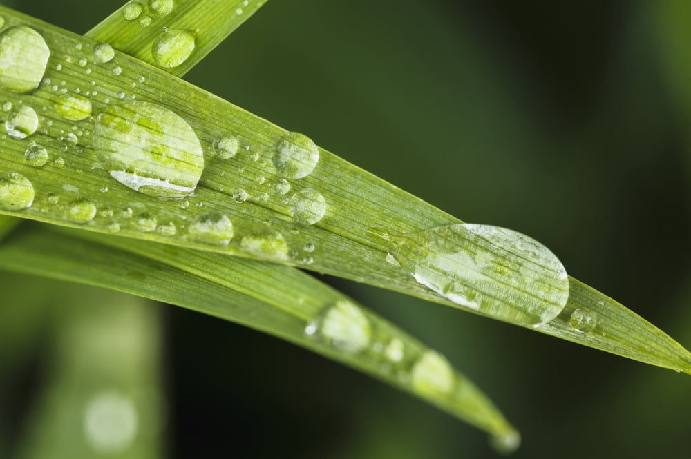 Close up of Day Lily leaves (Hemerocallis fulva) Quebec Canada Canvas Art - Yves Marcoux Design Pics (19 x 12)