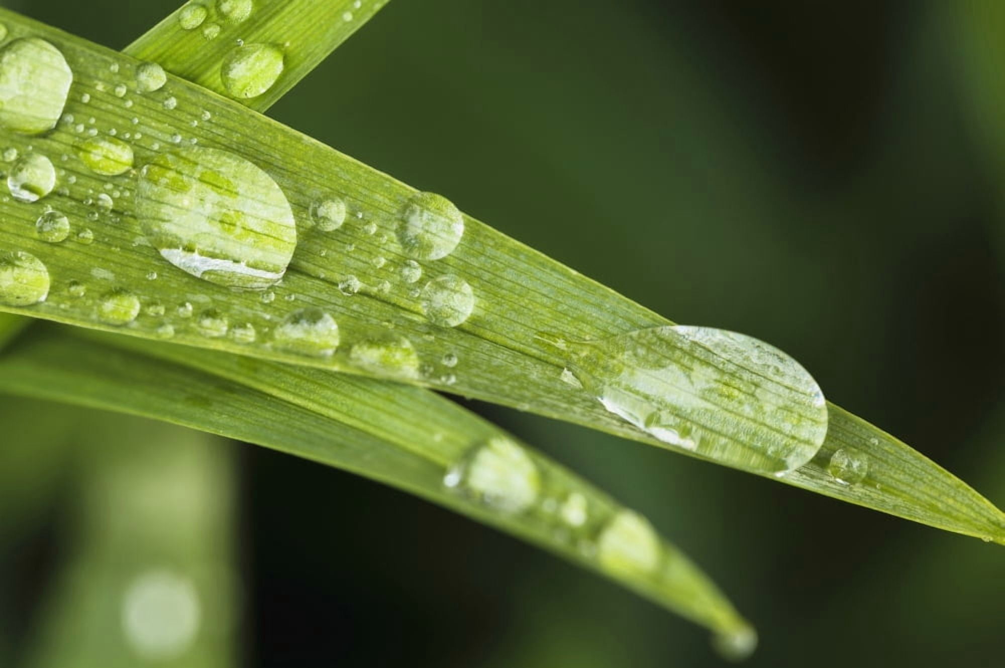 Close up of Day Lily leaves (Hemerocallis fulva) Quebec Canada Canvas Art - Yves Marcoux Design Pics (38 x 24)