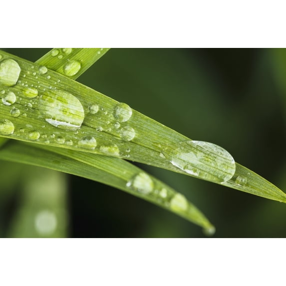 Close up of Day Lily leaves; Quebec Canada Poster Print