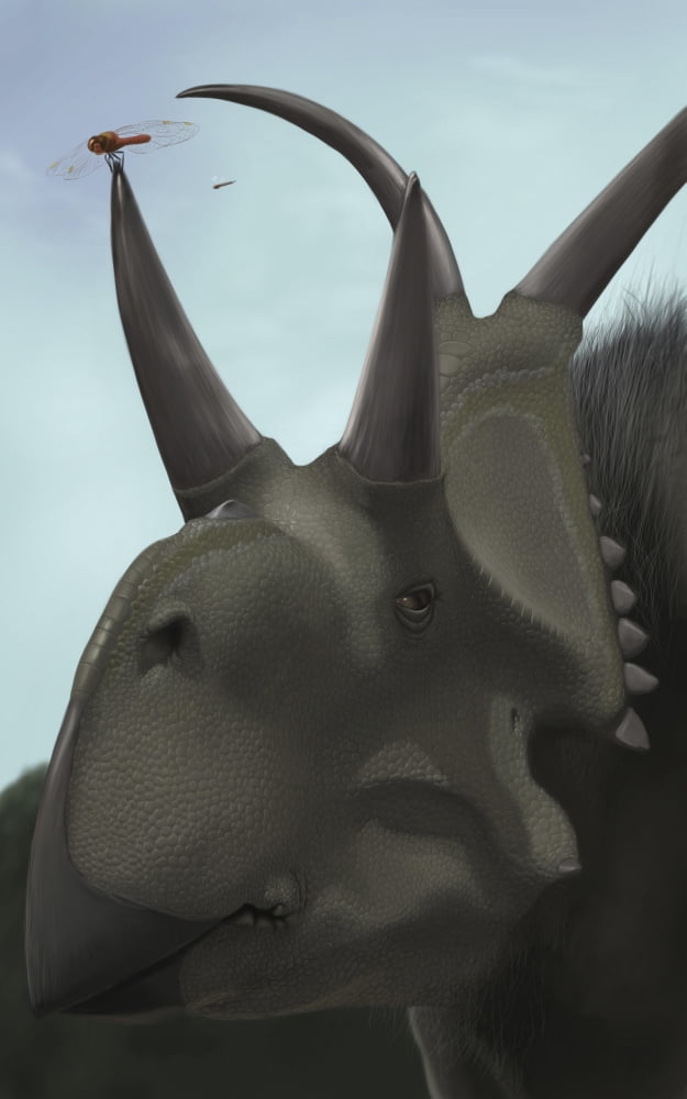Close-up of Diabloceratops Canvas Art - Michele DessiStocktrek Images (12 x 18)