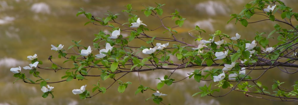 Close-up of Dogwood flowers Merced River Yosemite National Park California USA Canvas Art - Panoramic Images (7 x 18)