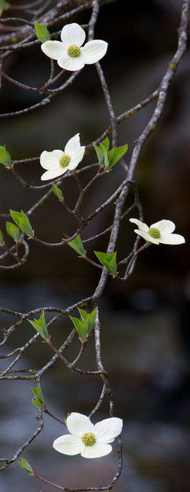 Close-up of Dogwood flowers Yosemite National Park California USA Canvas Art - Panoramic Images (12 x 30)