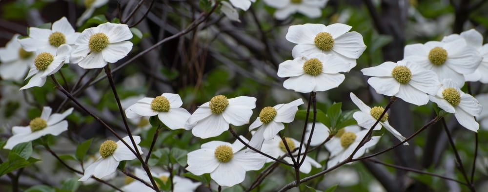 Close-up of Dogwood flowers Yosemite National Park California USA Canvas Art - Panoramic Images (6 x 15)
