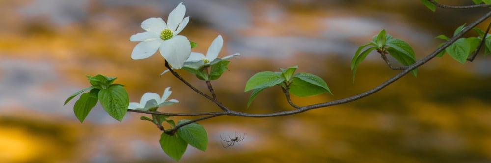 Close-up of Dogwood flowers and spider Yosemite National Park California USA Canvas Art - Panoramic Images (12 x 36)