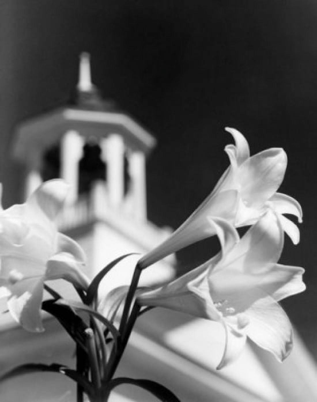 Close up of Easter Lilies blooming with clock tower in background Canvas Art - (24 x 36)