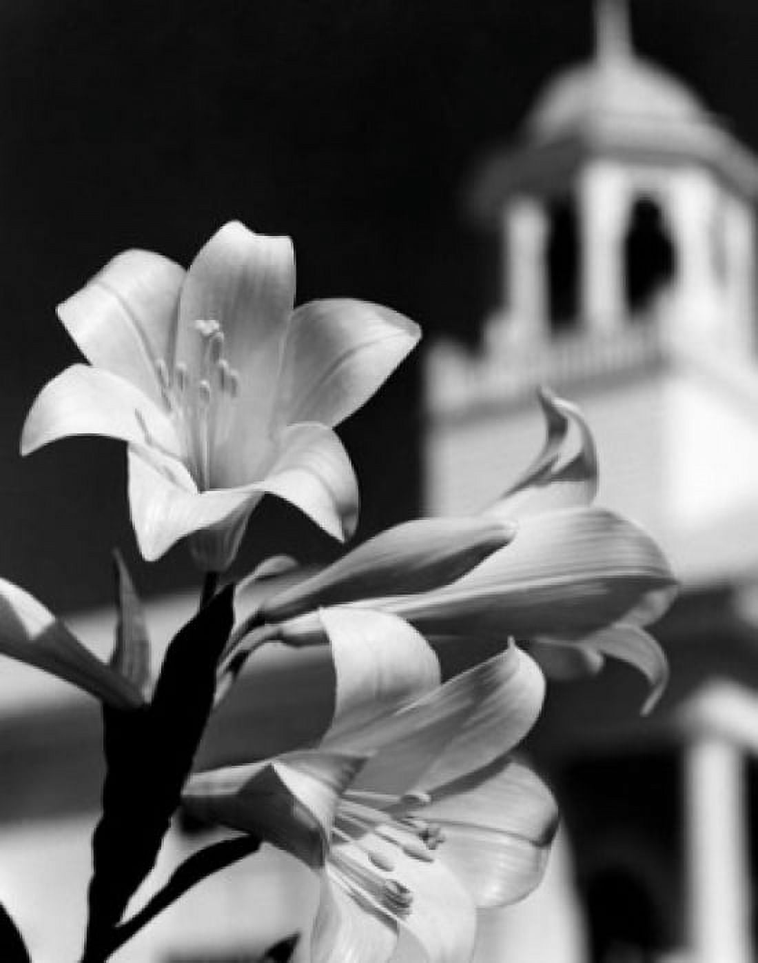Close up of Easter Lilies blooming with clock tower in background Canvas Art - (24 x 36)