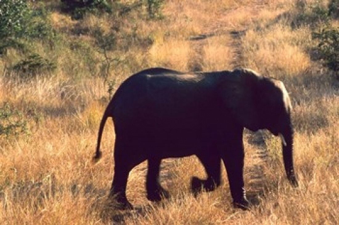 Close-up of Elephant in Kruger National Park South Africa Canvas Art - Bill Bachmann DanitaDelimont (18 x 12)
