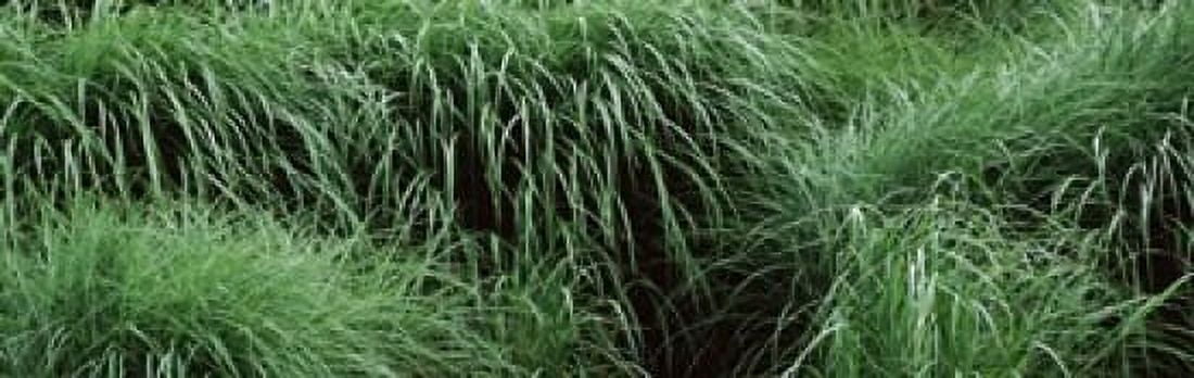 Close-up of Fall-Blooming Reed Grass (Calamagrostis brachytricha) Canvas Art - Panoramic Images (36 x 12)