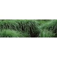 thumbnail image 1 of Close-up of Fall-Blooming Reed Grass (Calamagrostis brachytricha) Poster Print (36 x 12), 1 of 1