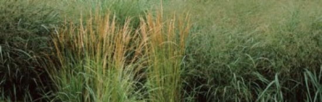 Close-up of Feather Reed Grass (Calamagrostis x acutiflora) Canvas Art - Panoramic Images (36 x 12)