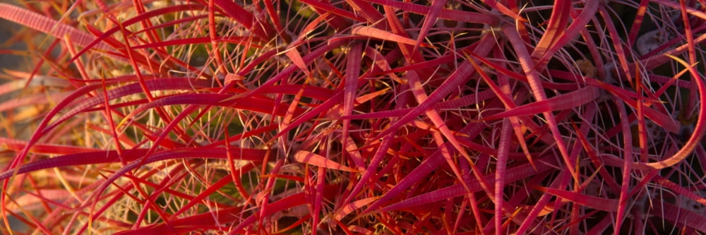 Close-up of Fishhook cactus Baja California Mexico Canvas Art - Panoramic Images (6 x 18)