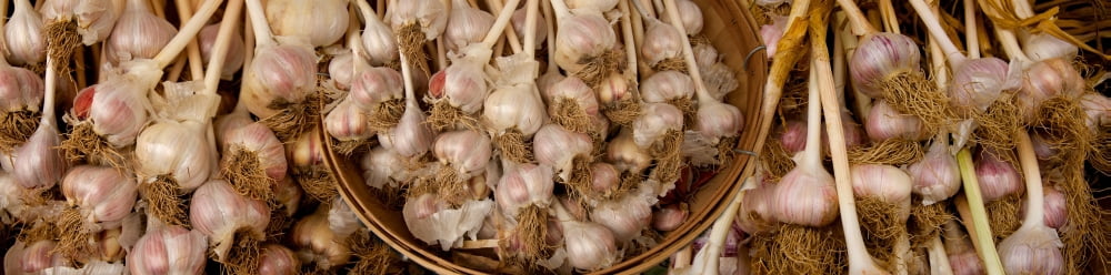 Close-up of Garlic (Allium sativum) Canvas Art - Panoramic Images (36 x 12)