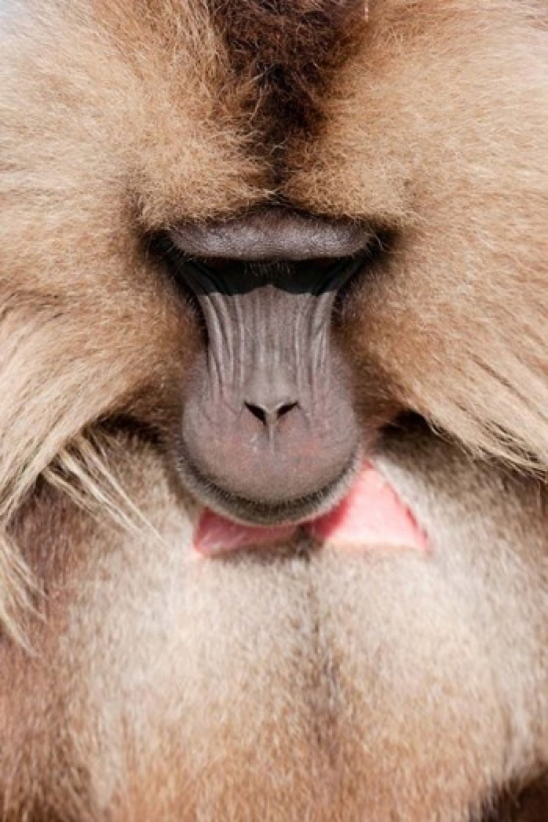 Close up of Gelada Baboon Ethiopia Canvas Art - Martin Zwick DanitaDelimont (18 x 24)