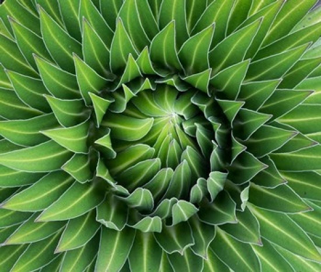 Close up of Giant Lobelia rosette of leaves Kenya Canvas Art - Martin Zwick DanitaDelimont (20 x 16)