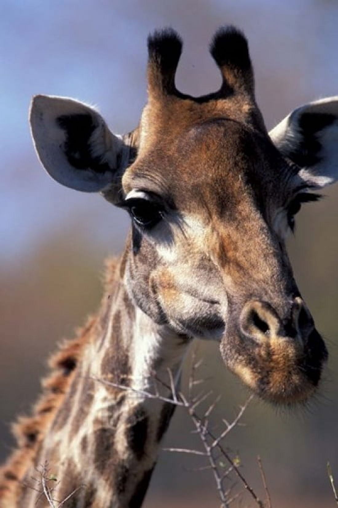 Close-up of Giraffe Feeding South Africa Canvas Art - William Sutton DanitaDelimont (12 x 17)