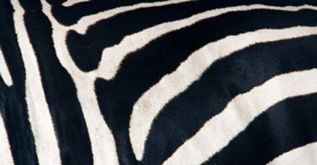 Close-up of Greveys zebra stripes Canvas Art - Panoramic Images (36 x 19)