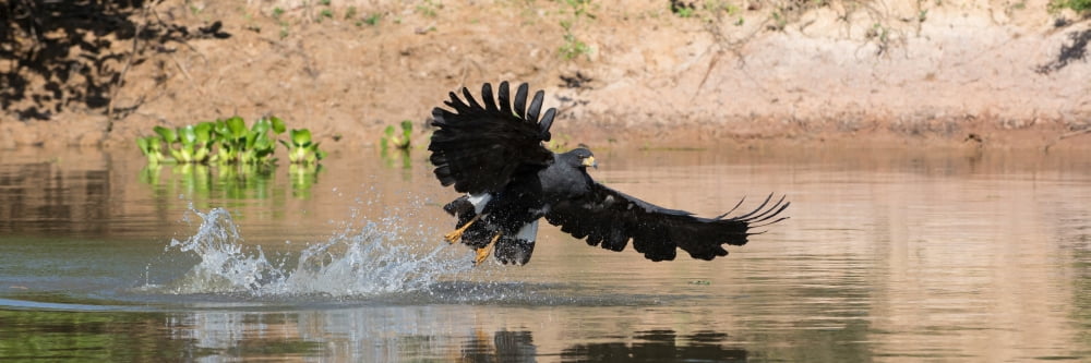Close-up of Hawk fishing in river Pantanal Wetlands Brazil Canvas Art - Panoramic Images (12 x 36)