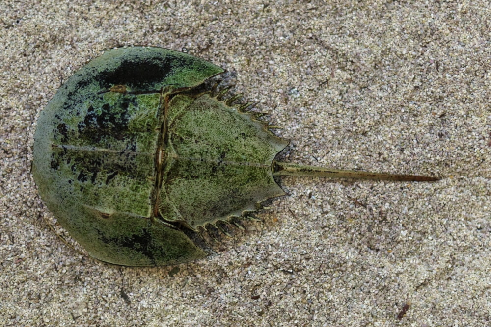 Close-up of Horseshoe Crab Sarasota Sarasota County Florida USA Canvas Art - Panoramic Images (27 x 9)