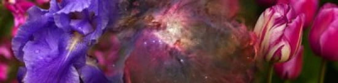 Close-up of Hubble galaxy with iris and tulip flowers Canvas Art - Panoramic Images (40 x 10)