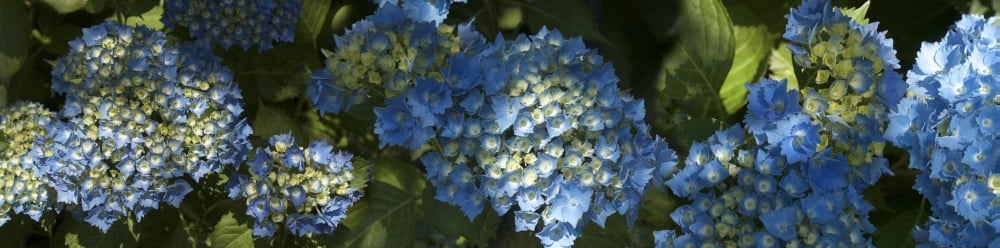 Close-up of Hydrangeas flowers blooming on plant Canvas Art - Panoramic Images (36 x 12)