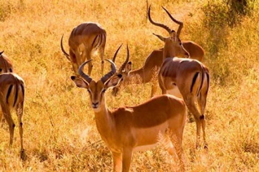 Close-up of Impala Kruger National Park South Africa Canvas Art - Bill Bachmann DanitaDelimont (18 x 12)