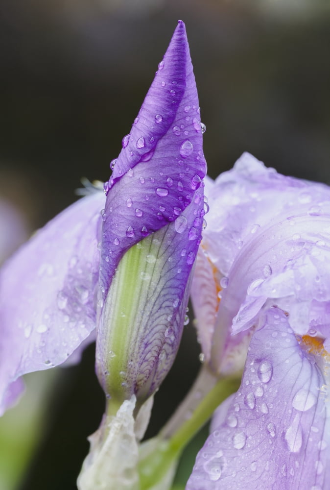 Close up of Iris Quebec Canada Canvas Art - Yves Marcoux Design Pics (24 x 36)