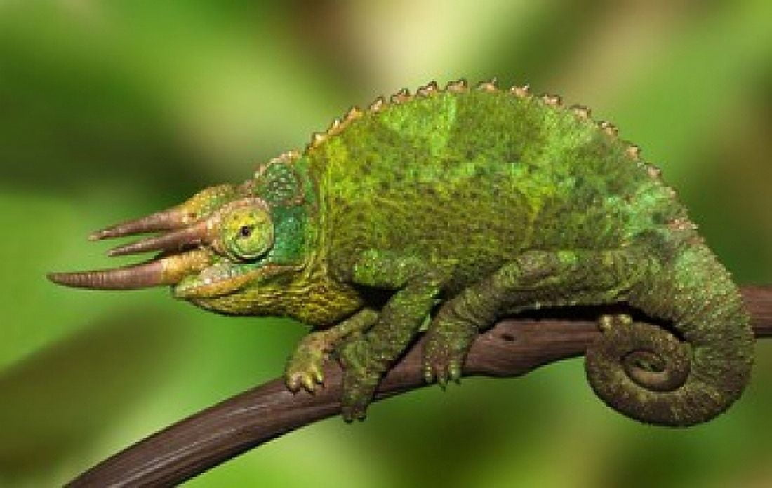 Close-up of Jacksons Chameleon on limb Kenya Canvas Art - Jaynes Gallery DanitaDelimont (40 x 25)