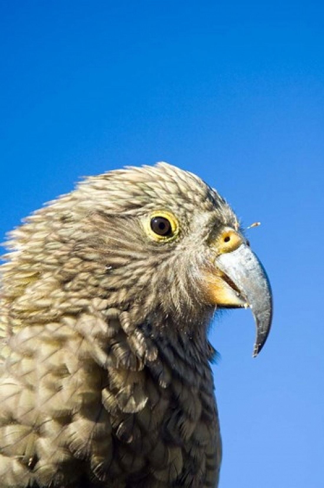 Close up of Kea Bird Arthurs Pass NP South Island New Zealand Canvas Art - Fredrik Norrsell DanitaDelimont (24 x 36)